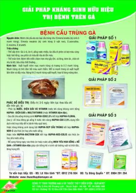 Giải pháp kháng sinh hữu hiệu trị bệnh Cầu trùng gà